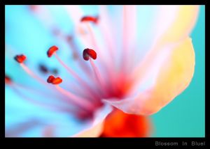 Blossom In Blue.jpg